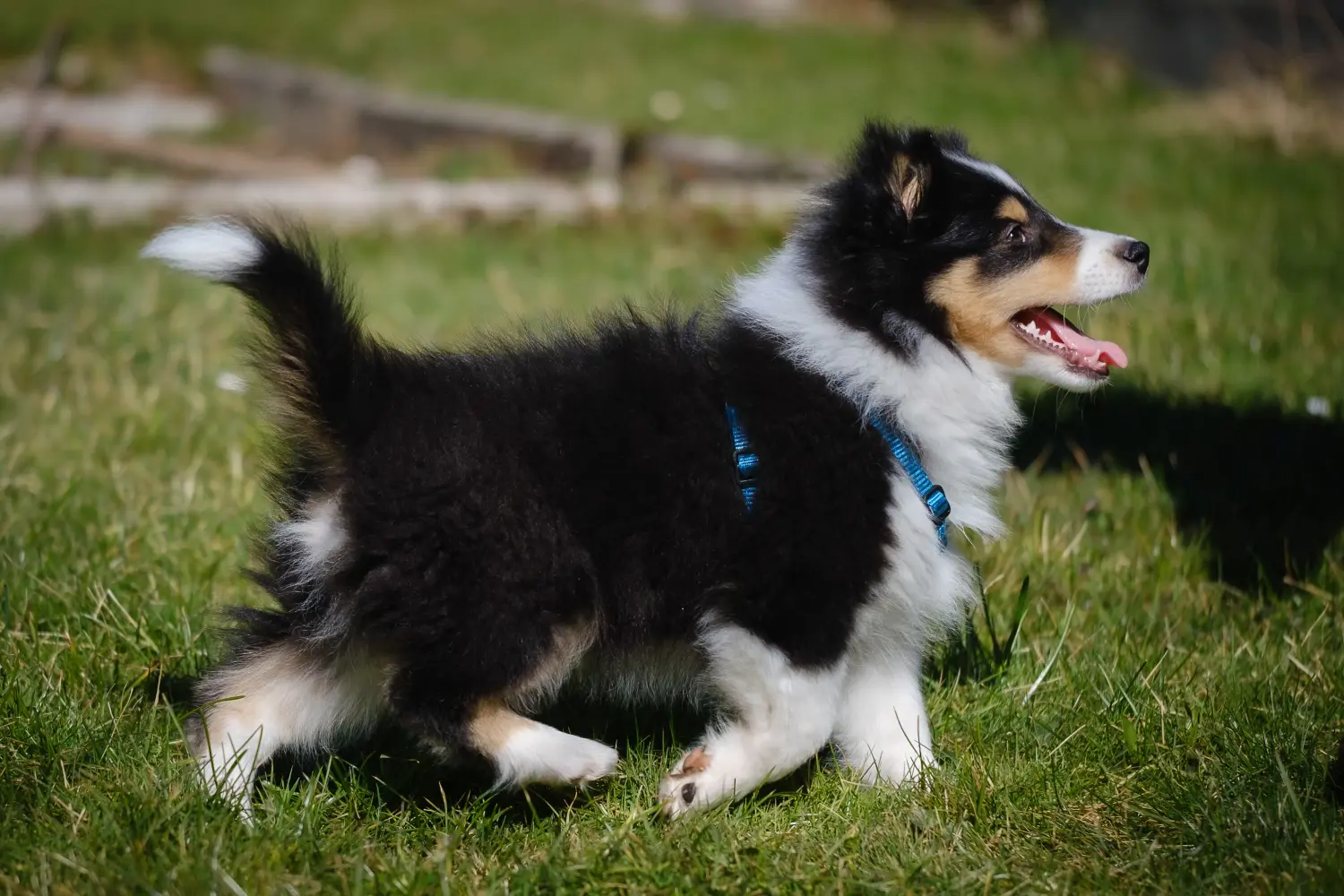 Buying a Sheltie puppy means taking responsibility! Buy Sheltie puppies.