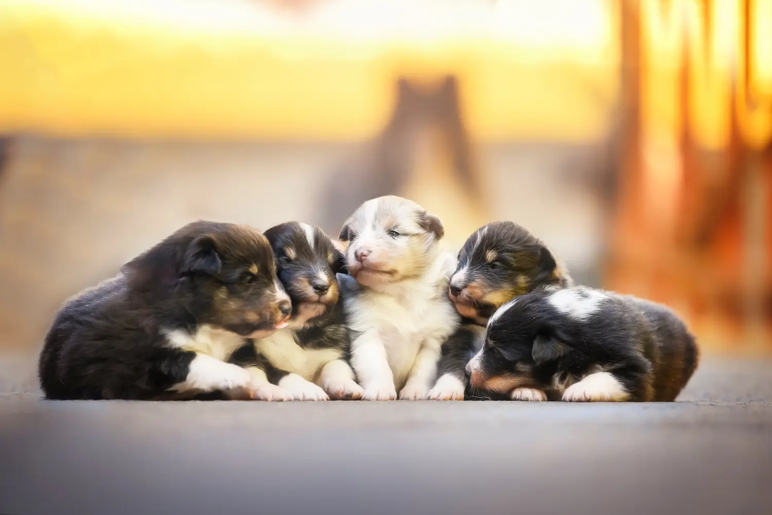 Buying a Sheltie puppy means taking responsibility! Buy Sheltie puppies.