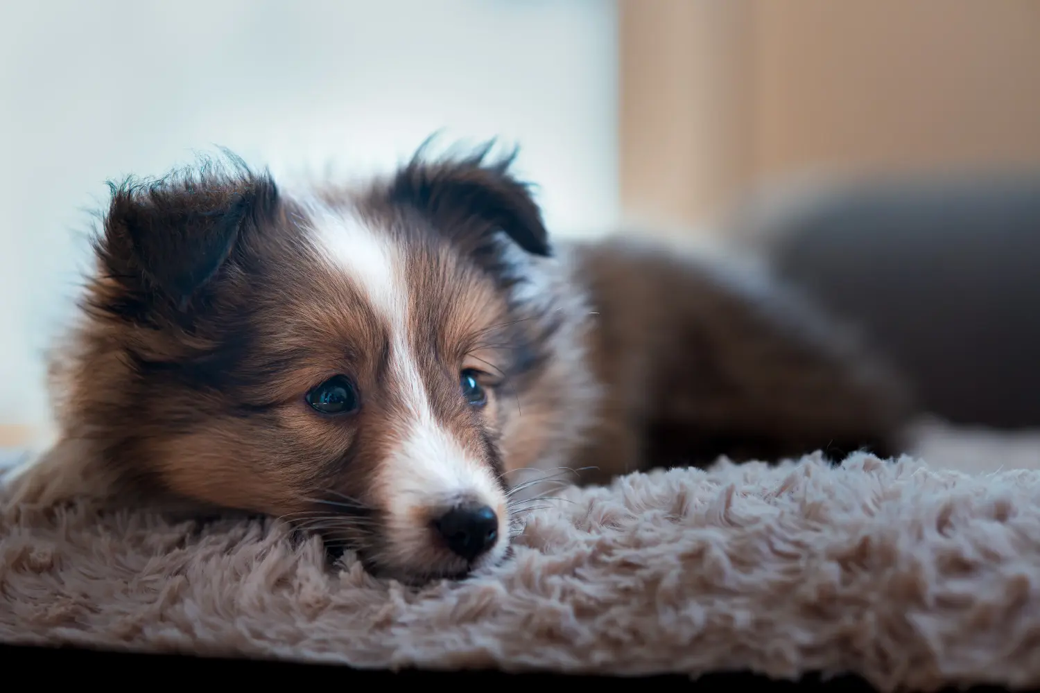 Buying a Sheltie puppy means taking responsibility! Buy Sheltie puppies.