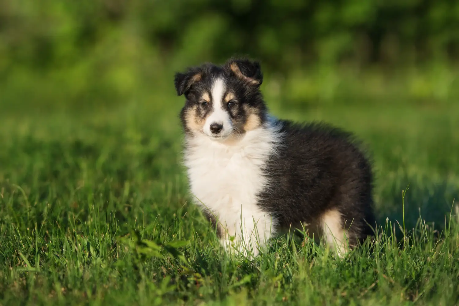 Buying a Sheltie puppy means taking responsibility! Buy Sheltie puppies.