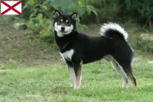 Read more about the article Shiba breeders and puppies in Alabama