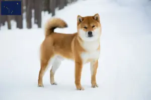 Read more about the article Shiba breeders and puppies in Alaska