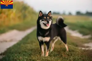Read more about the article Shiba breeders and puppies in Arizona