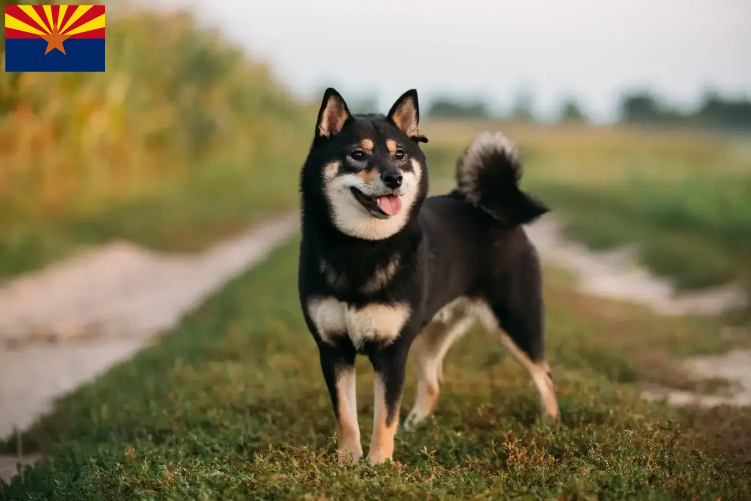 Shiba puppies and breeder Arizona Here you can find Shiba breeders in Arizona.