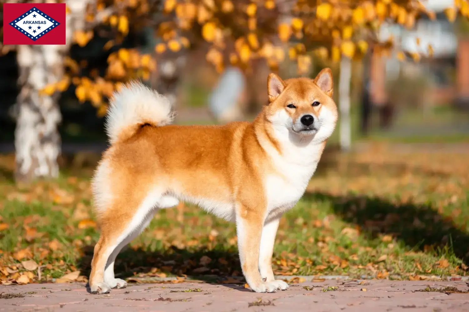 Shiba puppies and breeders Arkansas Here you can find Shibas breeders in Arkansas.