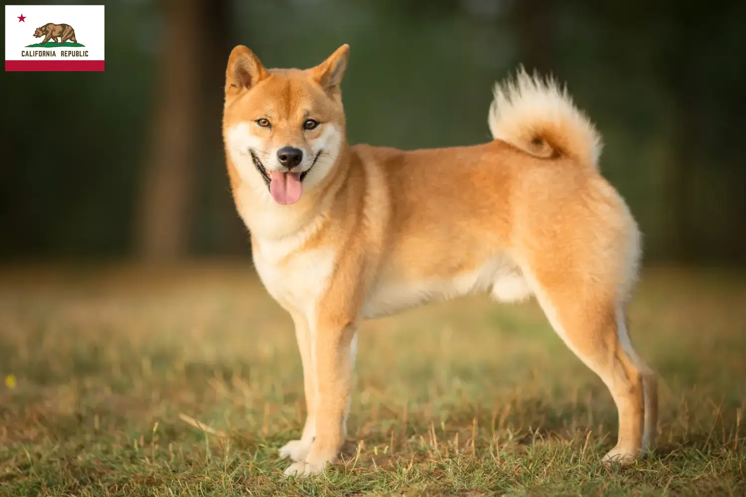 Shiba puppies and breeder California Here you can find Shibas breeders in California.