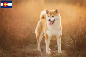 Read more about the article Shiba breeders and puppies in Colorado