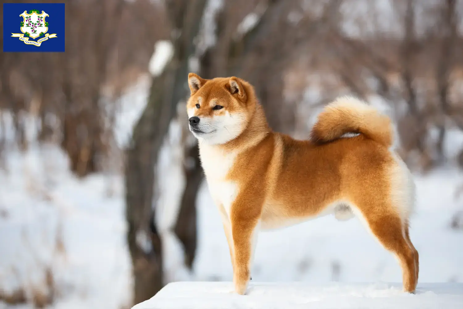 Shiba puppies and breeders Connecticut Find Shiba breeders in Connecticut here.