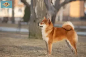 Read more about the article Shiba breeders and puppies in Delaware