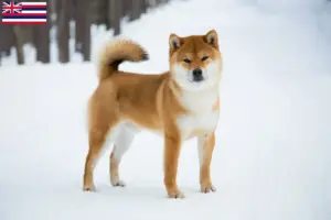 Read more about the article Shiba breeders and puppies in Hawaii