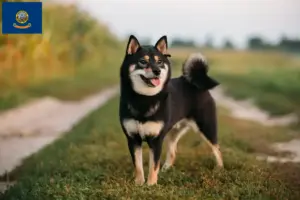 Read more about the article Shiba breeders and puppies in Idaho