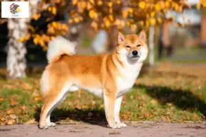 Read more about the article Shiba breeders and puppies in Illinois