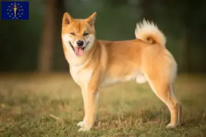 Read more about the article Shiba breeders and puppies in Indiana