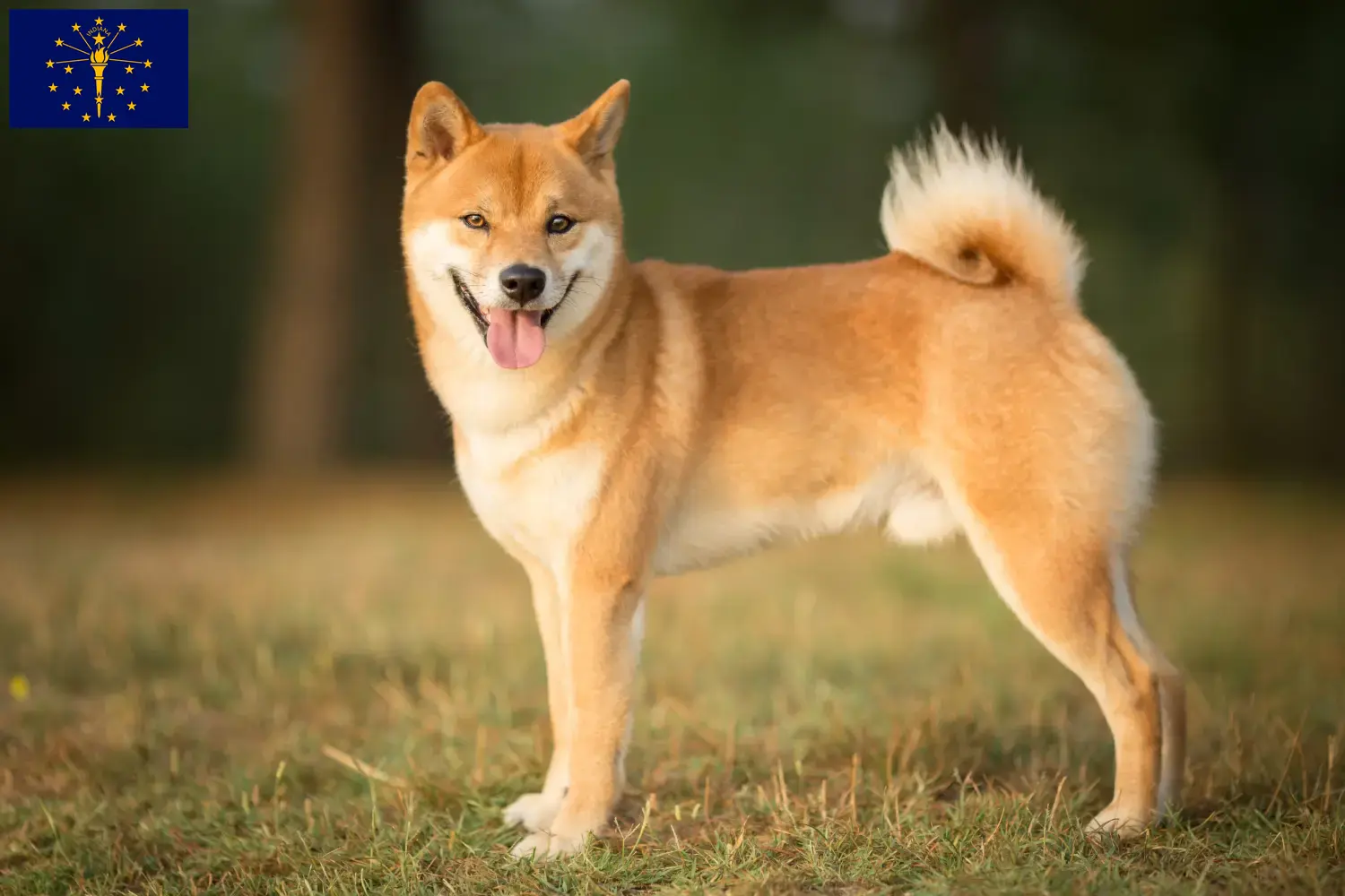 Shiba puppies and breeder Indiana Find Shiba breeders in Indiana here.