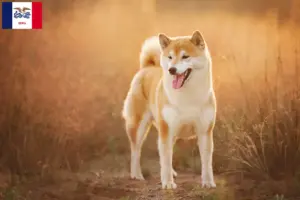 Read more about the article Shiba breeders and puppies in Iowa