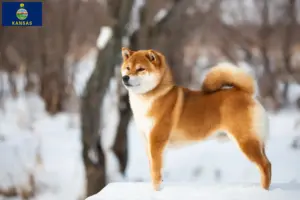 Read more about the article Shiba breeders and puppies in Kansas