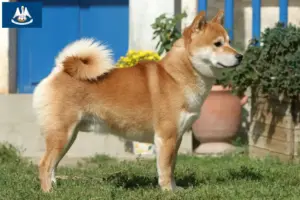 Read more about the article Shiba breeders and puppies in Louisiana