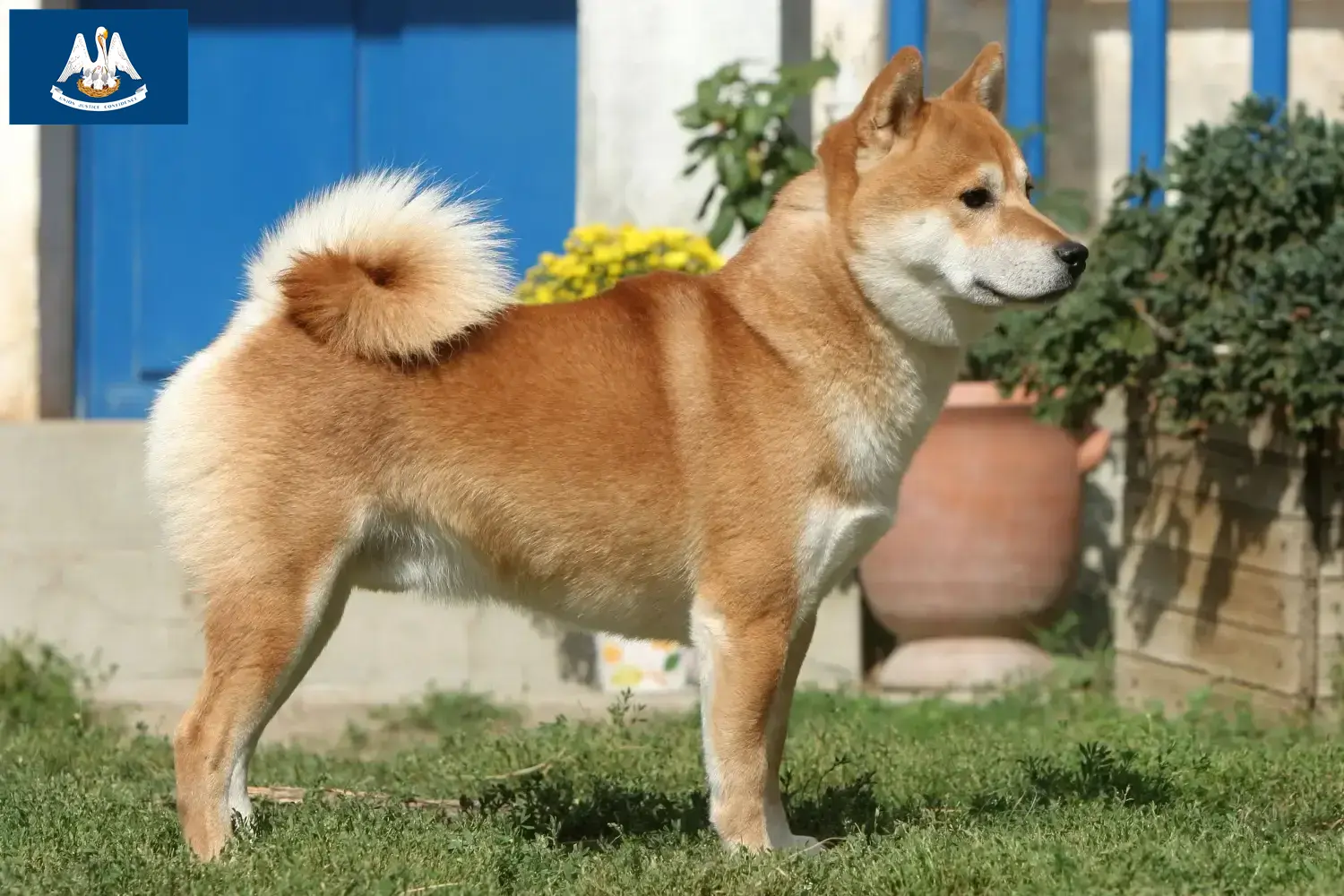 Read more about the article Shiba breeders and puppies in Louisiana