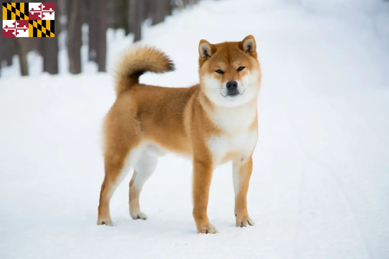 Shiba puppies and breeder Maryland Find Shiba breeders in Maryland here.
