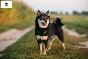 Read more about the article Shiba breeders and puppies in Massachusetts