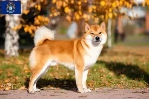 Read more about the article Shiba breeders and puppies in Michigan