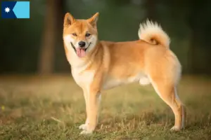 Read more about the article Shiba breeders and puppies in Minnesota