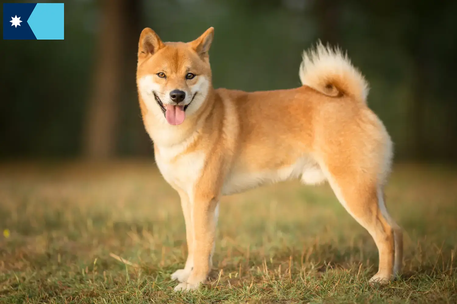Shiba puppies and breeders Minnesota Here you can find Shiba breeders in Minnesota.