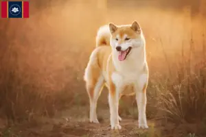 Read more about the article Shiba breeders and puppies in Mississippi