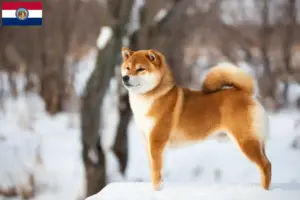 Read more about the article Shiba breeders and puppies in Missouri