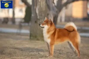 Read more about the article Shiba breeders and puppies in Montana