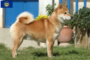 Read more about the article Shiba breeders and puppies in Nebraska