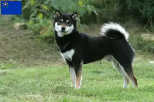 Read more about the article Shiba breeders and puppies in Nevada