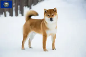 Read more about the article Shiba breeders and puppies in New Hampshire