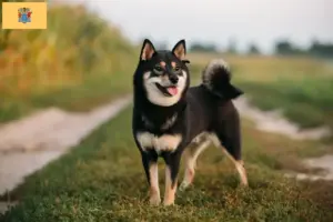 Read more about the article Shiba breeders and puppies in New Jersey
