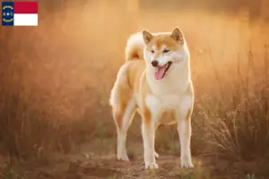 Read more about the article Shiba breeders and puppies in North Carolina