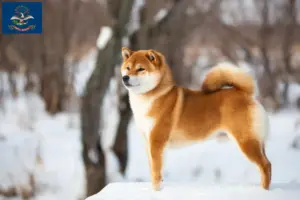 Read more about the article Shiba breeders and puppies in North Dakota