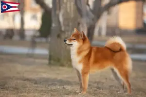 Read more about the article Shiba breeders and puppies in Ohio