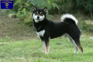Read more about the article Shiba breeders and puppies in Oregon