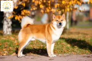 Read more about the article Shiba breeders and puppies in Rhode Island