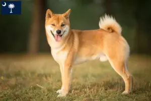 Read more about the article Shiba breeders and puppies in South Carolina