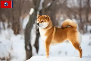 Read more about the article Shiba breeders and puppies in Tennessee