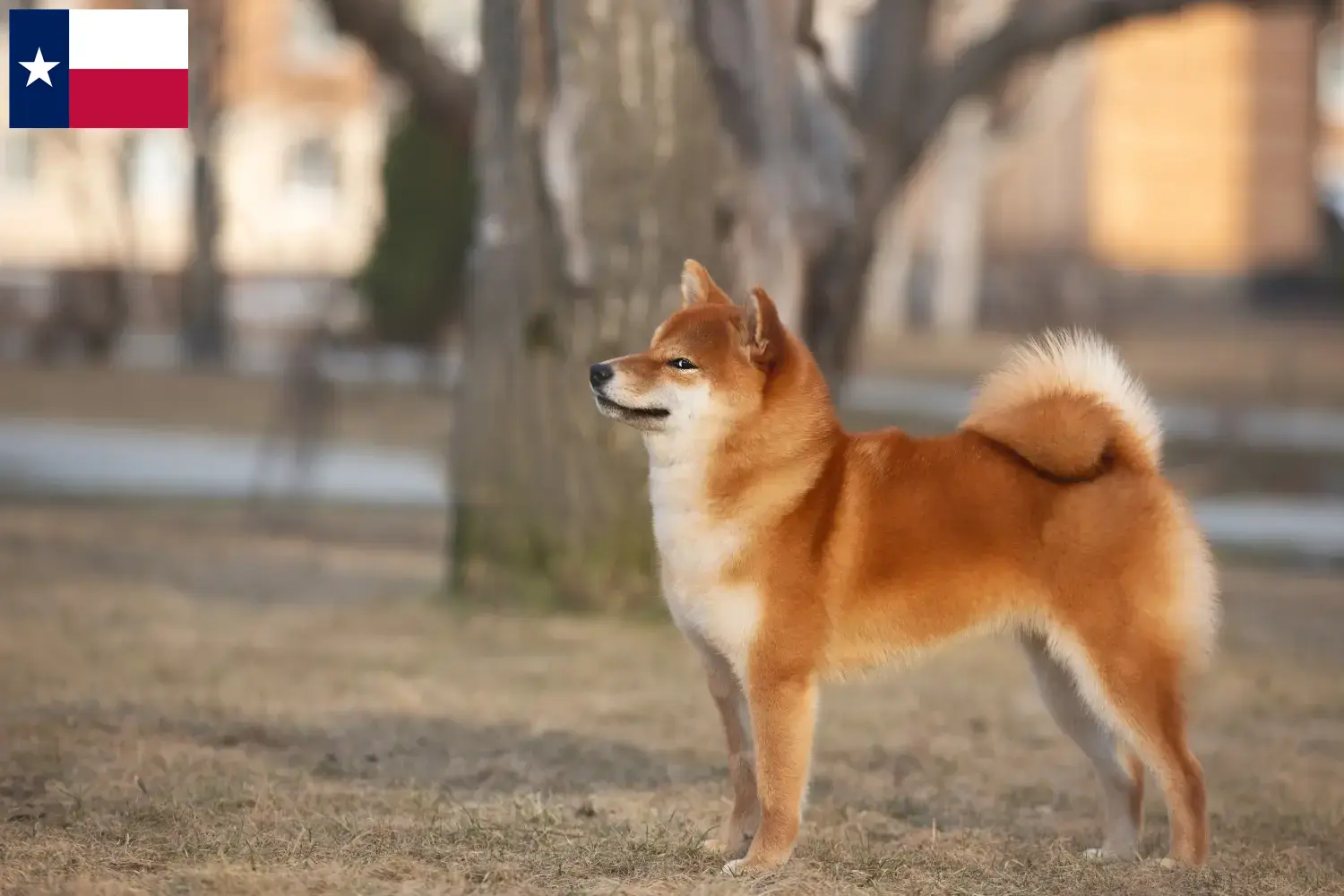 Shiba puppies and breeders Texas Here you can find Shibas breeders in Texas.