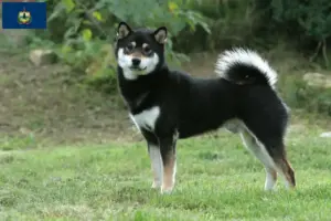 Read more about the article Shiba breeders and puppies in Vermont