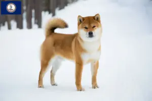 Read more about the article Shiba breeders and puppies in Virginia