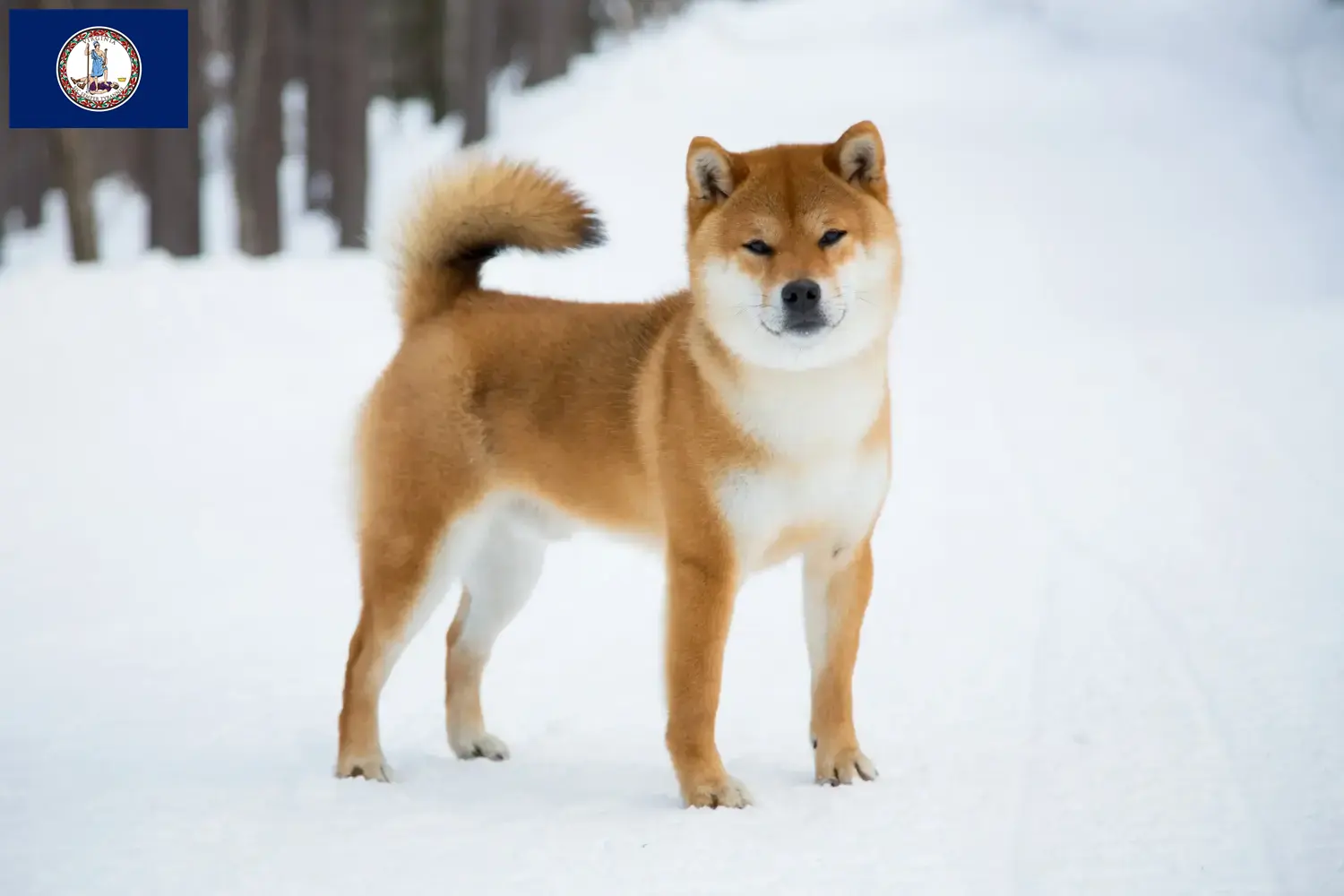 Shiba puppies and breeder Virginia Here you can find Shiba breeders in Virginia.