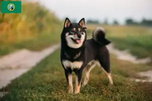 Read more about the article Shiba breeders and puppies in Washington