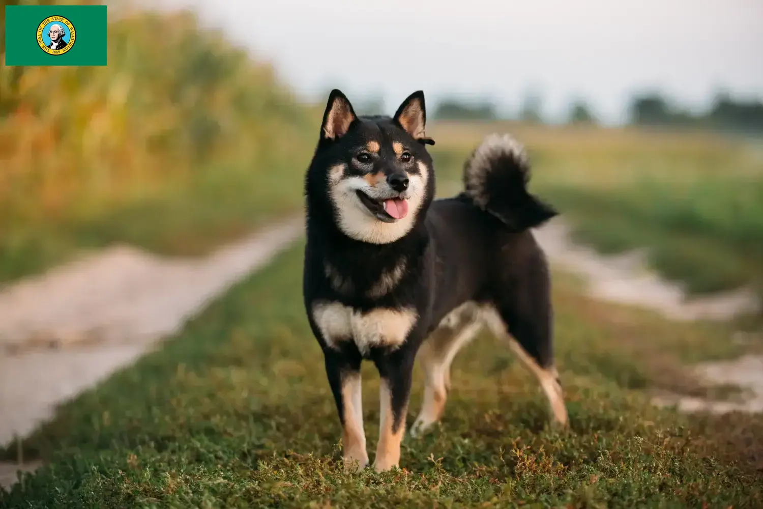 Shiba puppies and breeders Washington Here you can find Shiba breeders in Washington.