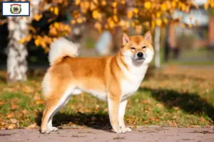 Read more about the article Shiba breeders and puppies in West Virginia