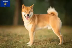 Read more about the article Shiba breeders and puppies in Wisconsin