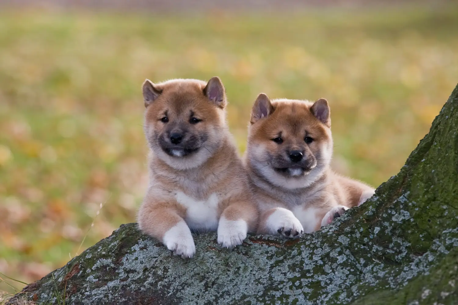 Buying a Shiba puppy means taking responsibility! Buy Shiba puppies.